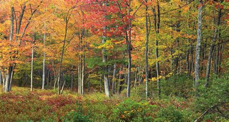 Habitat Management Tools - Partners in Flight