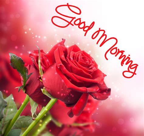 Good Morning Images with Rose Flowers in High Resolution | Good morning ...