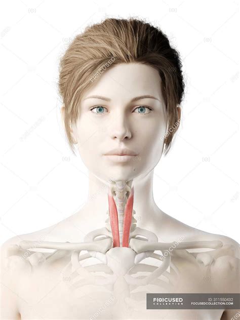 Female body model with red colored Sternothyroid muscle, computer ...