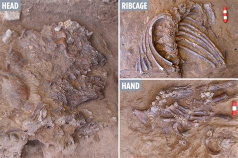 Rare Neanderthal skeleton dug up from 'ancient cemetery' may prove ...