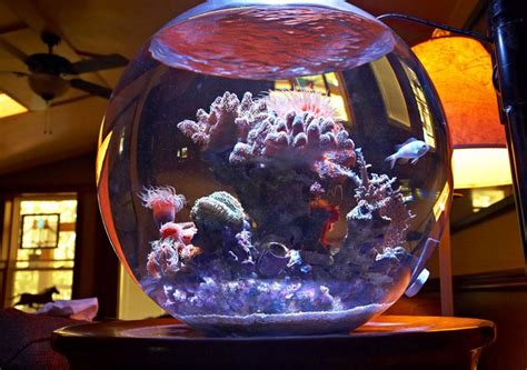 Jim’s azoox fish bowl is one of the most elaborate of its kind | Reef ...