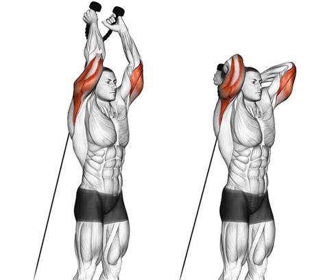 The 11 Best Triceps Pushdown Alternatives – Fitness Volt