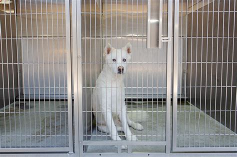 L.A. County animal shelters try a new appointment approach - Los ...