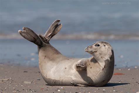 Seehund | Naturfotografie Axel Horn