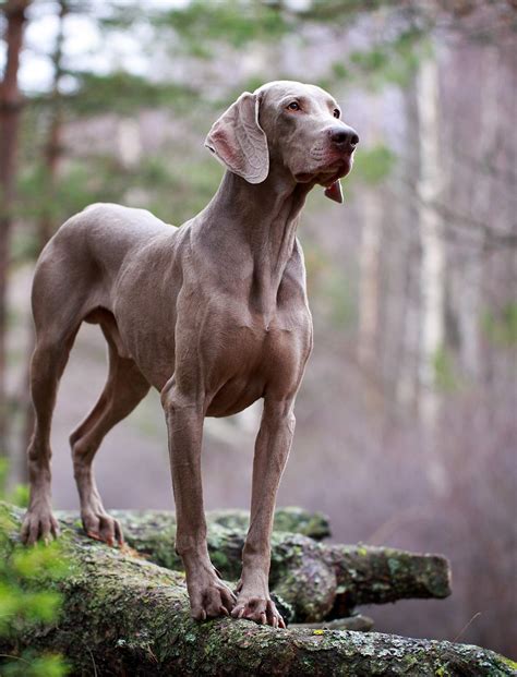 Best Large Dog Breeds – Which Are the Top Family Pets?