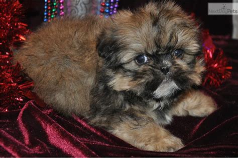 Shih Tzu puppy for sale near Des Moines, Iowa | 6b7d197d-5231