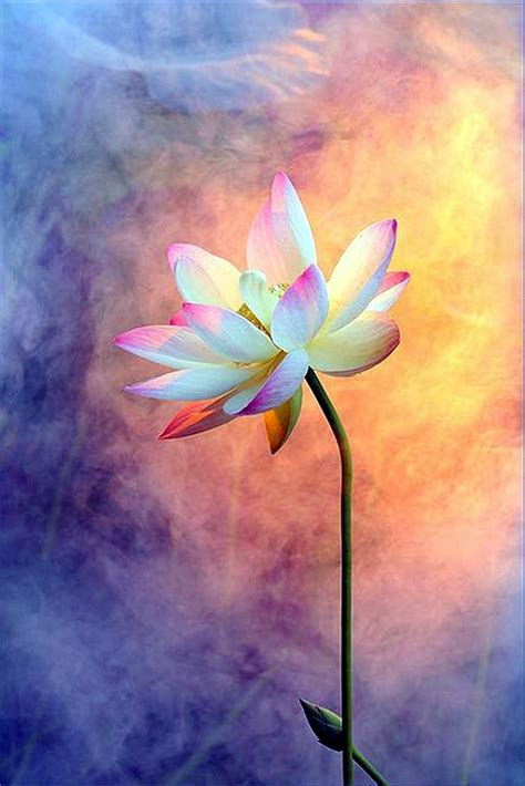 40 Peaceful Lotus Flower Painting Ideas - Bored Art