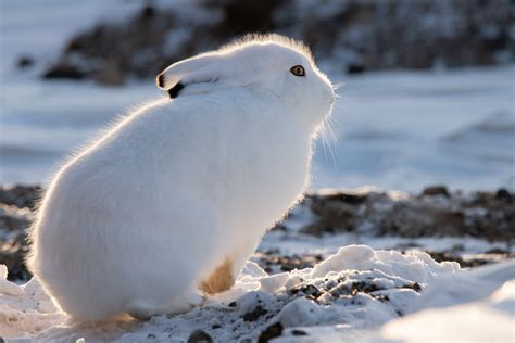 Adorable Tundra Animals - The Canadian Arctic Comes to Life