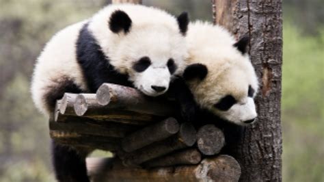 Goodinfo: Funny Baby Panda Pictures