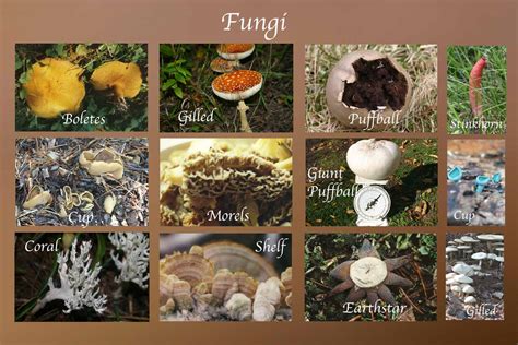 Fungi | Definition, Characteristics, Types