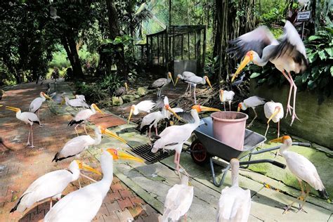 #MenarikDiKualaLumpur – KL Birds Park | Menarik di Central