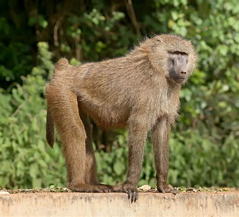 Are Baboons dangerous? Baboon primate red bottom monkey