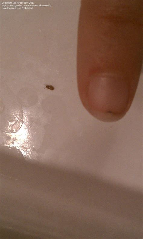 Tiny Brown Bugs In Kitchen Sink – Juameno.com