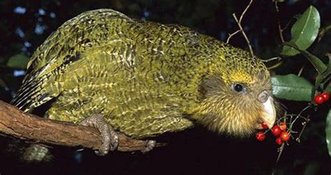 See The Kakapo, New Zealand's Critically Endangered 'Owl Parrot'