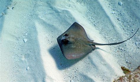 What are stingrays? | Live Science