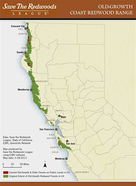 Coast Redwoods | Save the Redwoods League