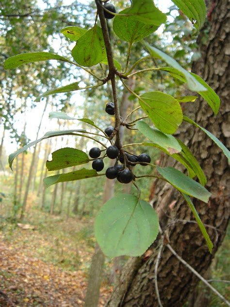 Invasive Species: Common Buckthorn (Rhamnus cathartica) - Chicago ...