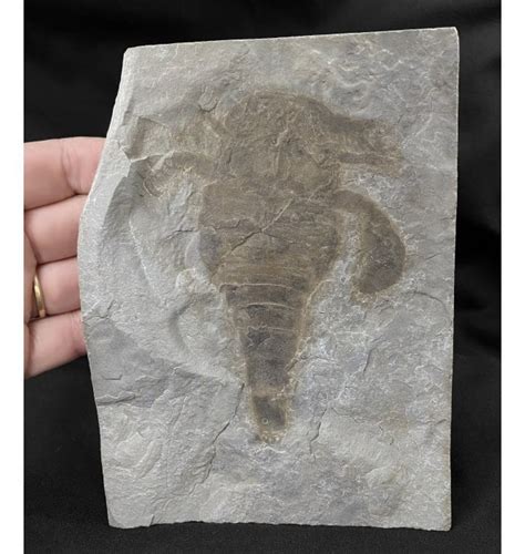 Fossils For Sale | Fossils-UK.com | Silurian Eurypterid (Sea Scorpion ...