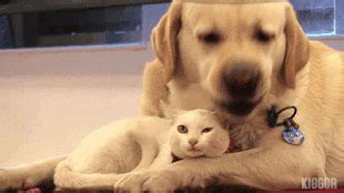 Pin by Marina Odriozola on GIFS DE PERROS | Animals, Dog cat, Animals ...