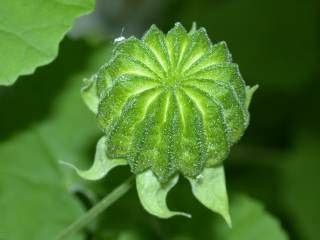 Schizocarp ~ Rubus Berry Plants