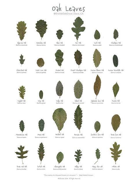 Oak Leaves Poster Printed Version - Etsy Sweden