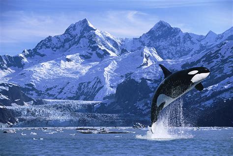 Orca Whale Breaching Glacier Bay Photograph by John Hyde