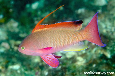 Pseudanthias squamipinnis | ReefLifeSurvey.com