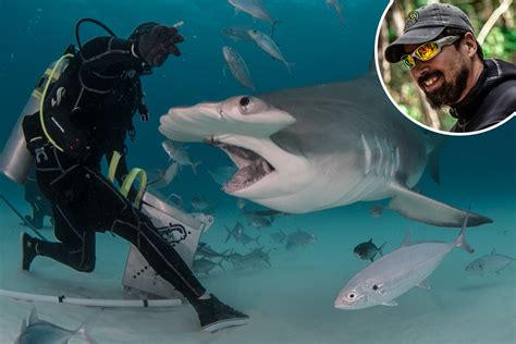 Dramatics pics show fearless diver using blood to lure 16ft hammerhead ...