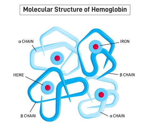 What is Hemoglobin? Definition, Structure and Function - GeeksforGeeks