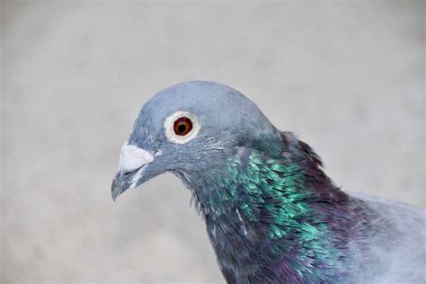 Homing Pigeon Facts - Top Interesting and Little Known