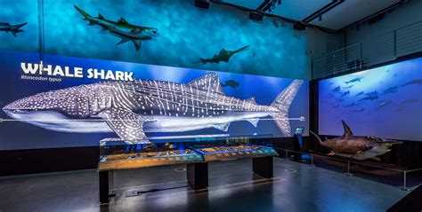 Sharks | A new exhibit at California Academy of Sciences