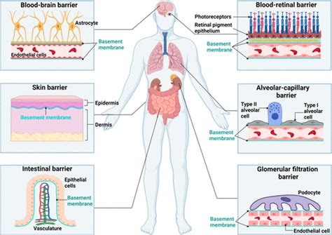 Mimicking the Natural Basement Membrane for Advanced Tissue Engineering ...