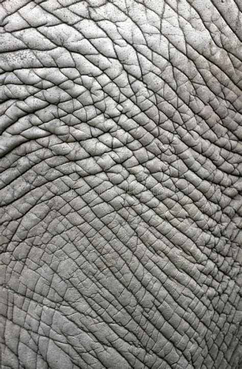 Elephant skin stock image. Image of abstract, tannery - 11683031 ...