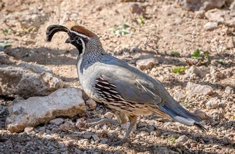 7 Best Quail Breeds to Raise For Eggs, Meat or Hunting