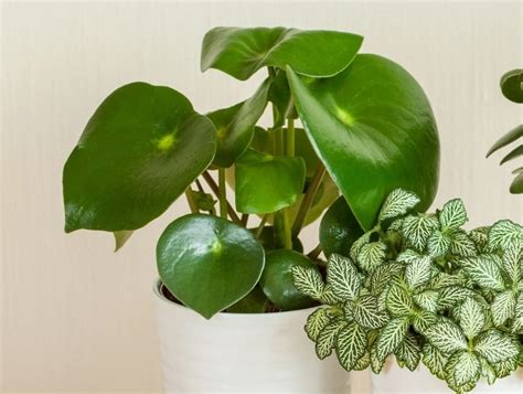 How To Take Care Of A Peperomia Plant (With Pictures) - Smart Garden Guide