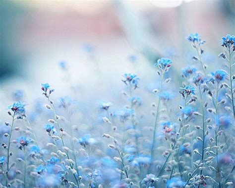 Blue Flowers Wallpaper