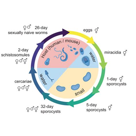 Sampling key stages of the Schistosoma mansoni life cycle. The flatworm ...