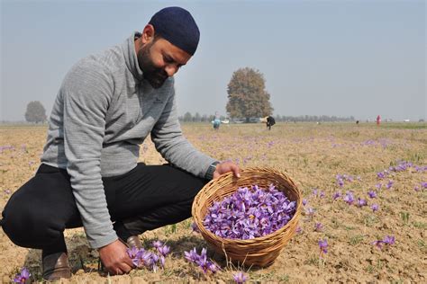 Kashmir Saffron - Bumper saffron crop cheers up growers