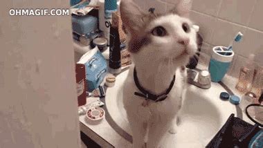 Bathroom searching GIF - Find on GIFER