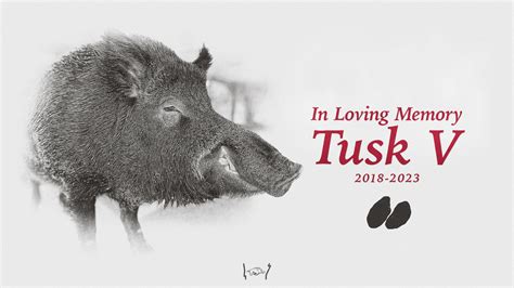 Tusk V, Arkansas’ Live Mascot Passes Away | Arkansas Razorbacks