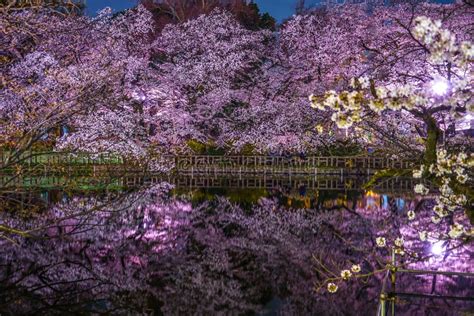 Cherry Blossoms of Inokashira Park Inokashira Park Stock Photo - Image ...