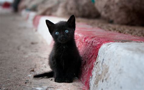 Black kitten with blue eyes | Photos and Wallpapers | Pinterest