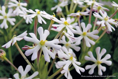 Fragrant Flowers Zone 6 - Okejely Garden Plant