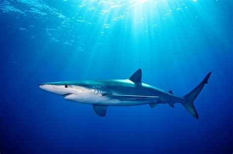 Blue Shark Facts, Habitat, Diet, Life Cycle, Baby, Pictures