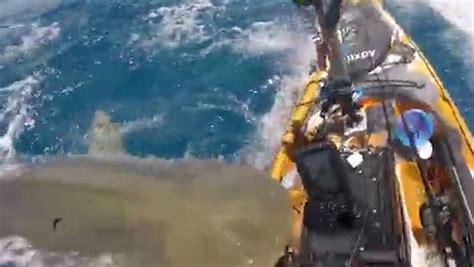 Video: Apparent tiger shark attacks, bites kayak near Oahu, Hawaii