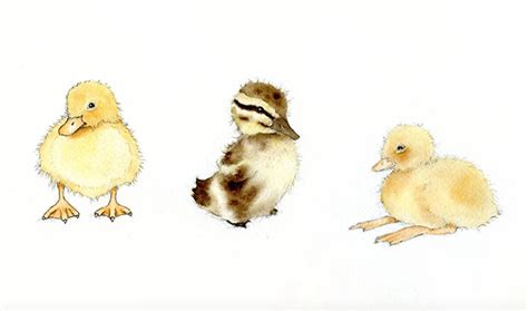 Duckling Drawings