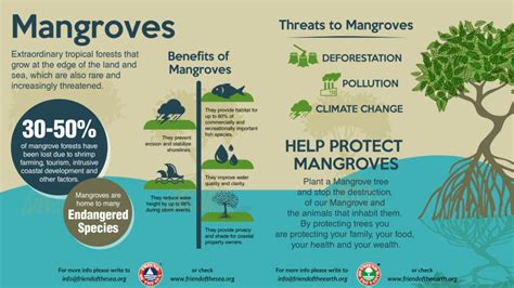 Save The Mangroves | WSO Conservation Projects - FOS