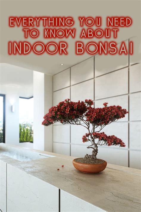 Indoor Bonsai – Everything You Need to Know! - Bonsai Sanctum