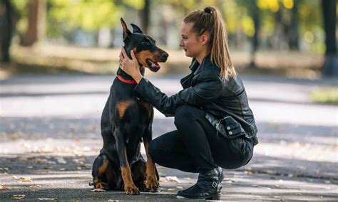 How Do You Crate Train A Doberman Puppy