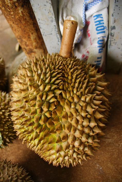 durian fruit free image | Peakpx